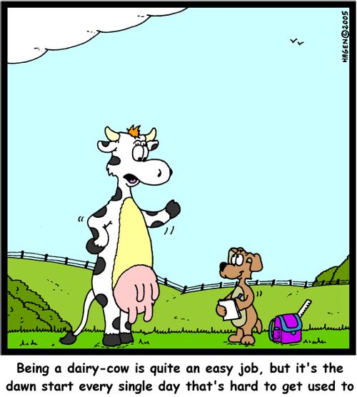 'Being a dairy-cow is quite an easy job, but it's the dawn start every single day that's hard to get used to.'