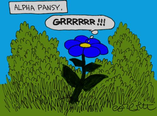 Alpha Pansy... Grrrrrr