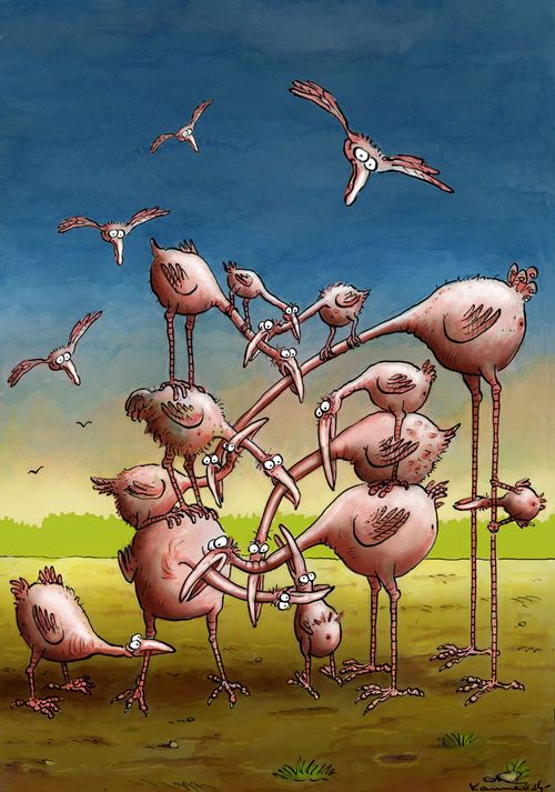 Flamingos getting tangled together.
