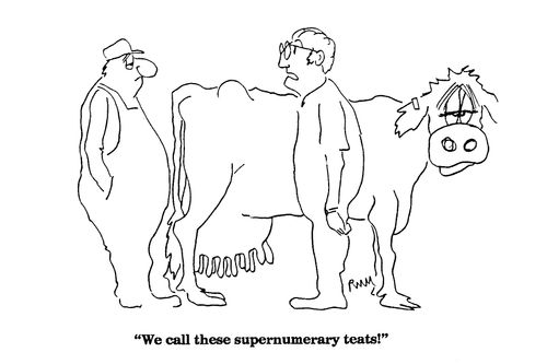 'We call these supernumerary teats!'