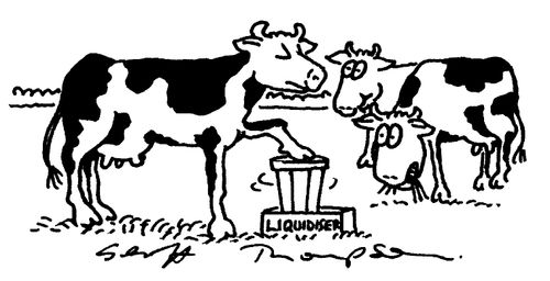 Cow using liquidiser