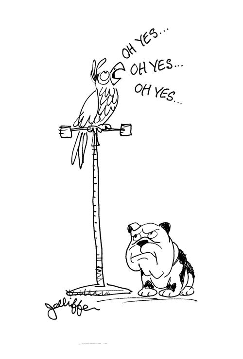 Parrot annoying dog.