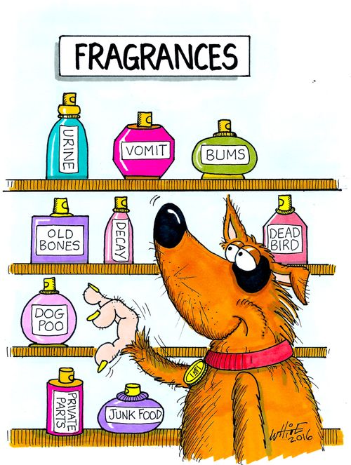 Fragrances counter for dogs.