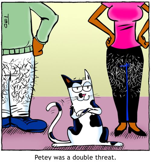 Double Threat (black and white cat)