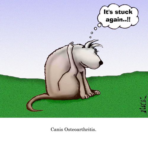 Canis Osteoarthritis.