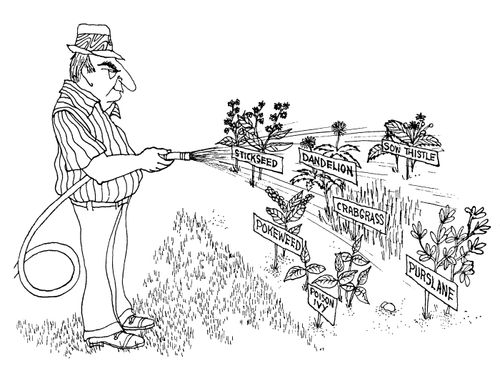 Watering Weeds.