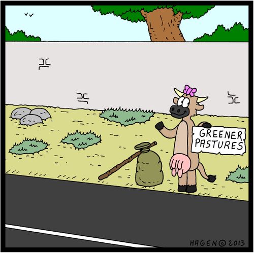 Cow hitch-hiking to Greener Pastures.