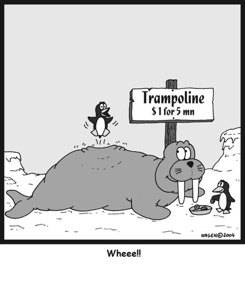Penguin uses walrus as a trampoline.