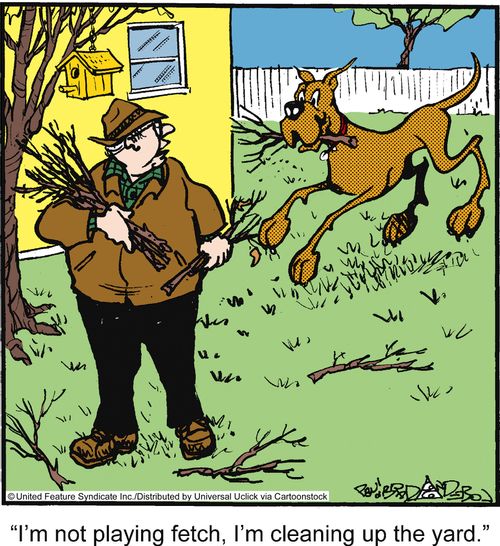 'I'm not playing fetch, I'm cleaning up the yard.'