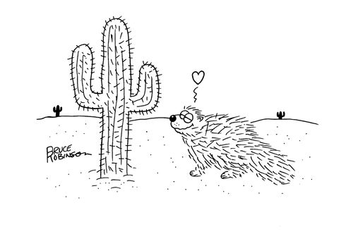 Porcupine falls in love with a cactus