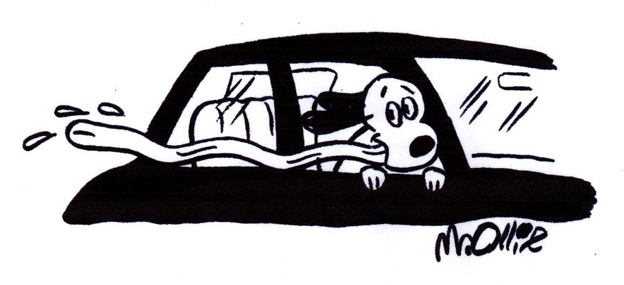 Dog with tongue hanging out window.