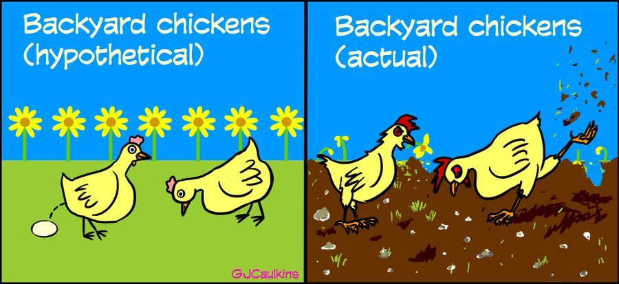 Backyard Chickens (hypothetical and actual).