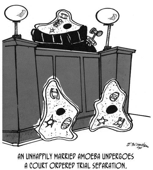 An unhappily married amoeba undergoes a court ordered trial separation.