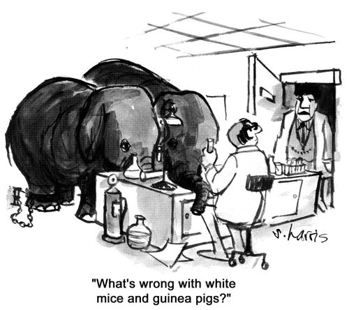 'What's wrong with white mice and guinea pigs?'