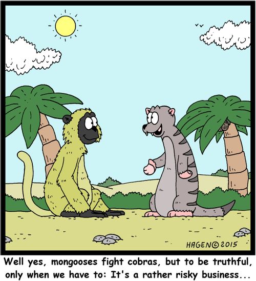 "Well yes, mongooses fight cobras, but to be truthful, only when we have to: It's a rather risky business..."