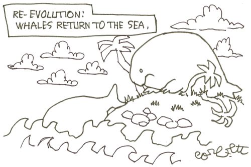 Re - evolution : Whales return to the sea.