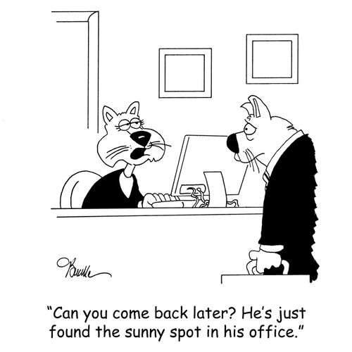 'Can you come back later? He's just found the sunny spot in his office.'