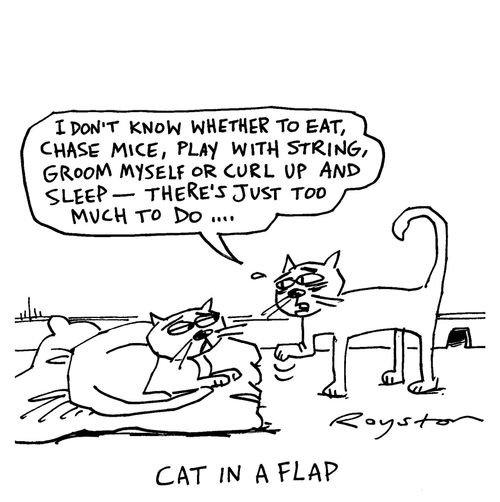 Cat in a flap