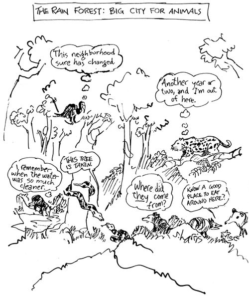 The Rain Forest: Big City for Animals