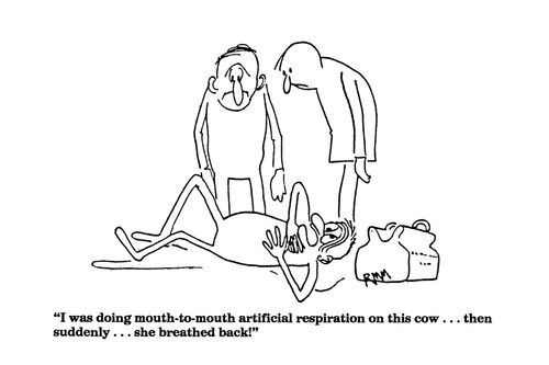 'I was doing mouth-to-mouth artificial respiration on this cow...'
