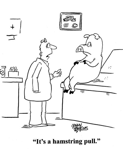 Doctor to pig: 'It's a hamstring pull.'