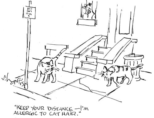 'Keep your distance - I'm allergic to cat hair.'