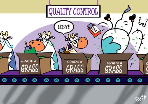 Factory line cow giving into temptation