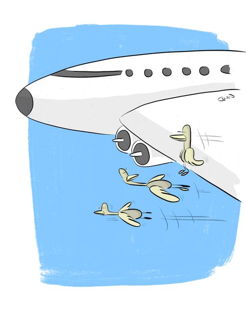 Bird sitting on a wing.