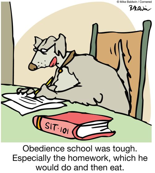 Obedience school was tough. Especially the homework, which he would do and then eat.