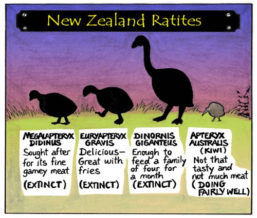 New Zealand Ratites