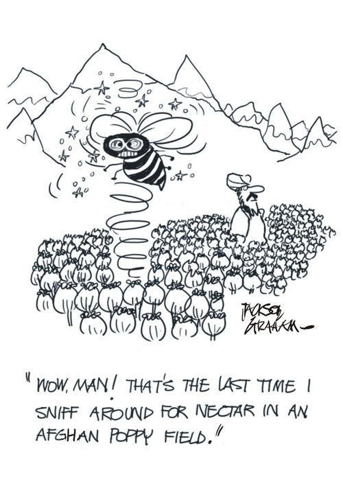 "That's the last time I sniff around for nectar in an Afghan poppy field."