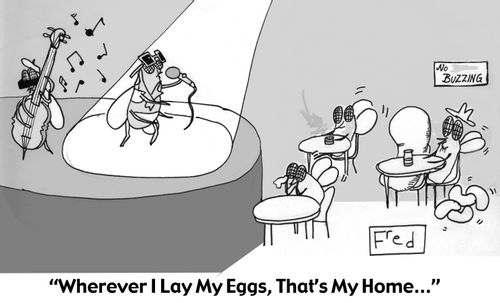 Fly Club Singer: 'Wherever I Lay My Eggs, That's My Home...'