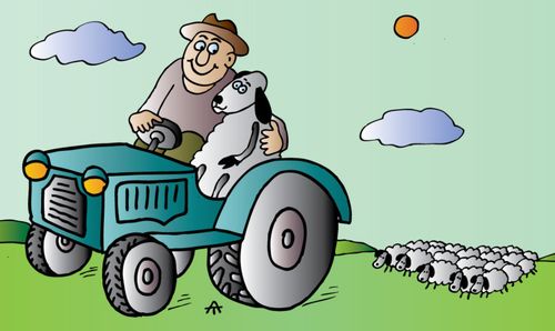 A Farmer's Favourite Sheep