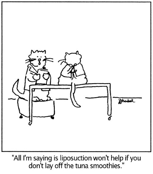 Cat doctor to cat patient sitting on exam table 'All I'm saying is liposuction won't help if you don't lay off the tuna smoothies.'