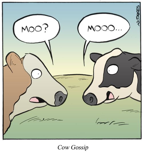 Cow Gossip