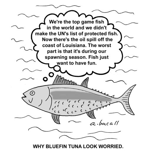 Why bluefin tuna look so worried.