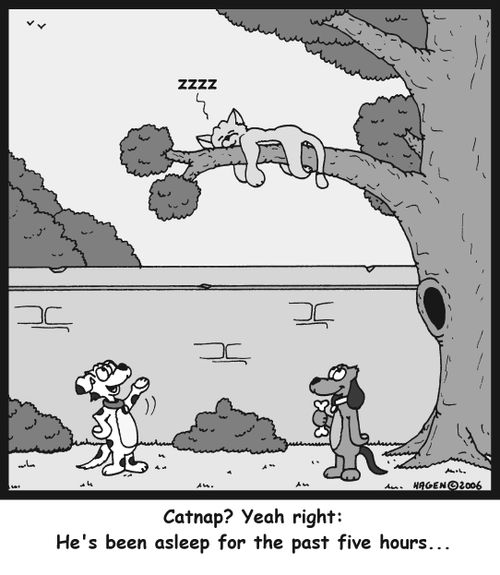 'Catnap? Yeah right: He's been asleep for the past five hours...'