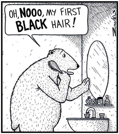 Polar Bear:'Oh,NOOO, my first BLACK hair!' 