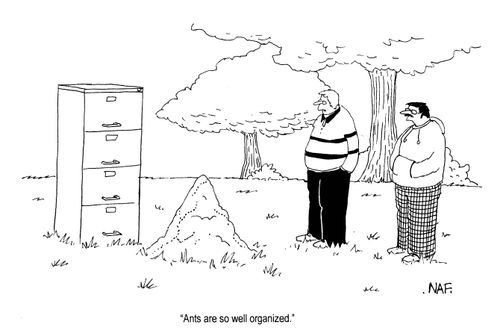 'Ants are so well organized.'