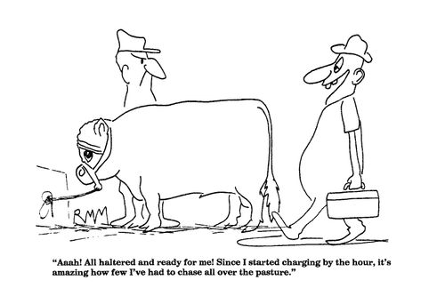 'Aaah! All haltered and ready for me!...