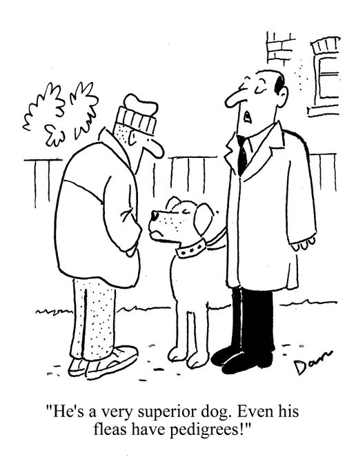 'He's a very superior dog. Even his fleas have pedigrees!'