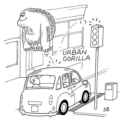 Urban gorilla
