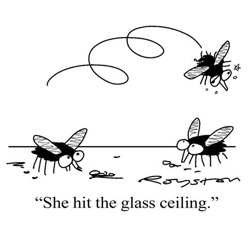 One fly to another: 'She hit the glass ceiling.'