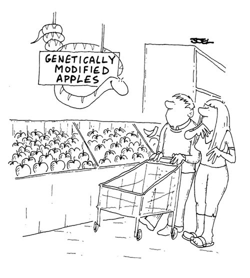 Genetically Modified Apples