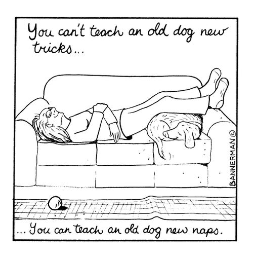 'You can't teach an old dog new tricks but you can teach an old dog naps'