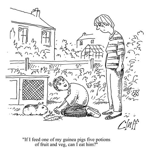 'If I feed one of my guinea pigs five portions of fruit and veg, can I eat him?'