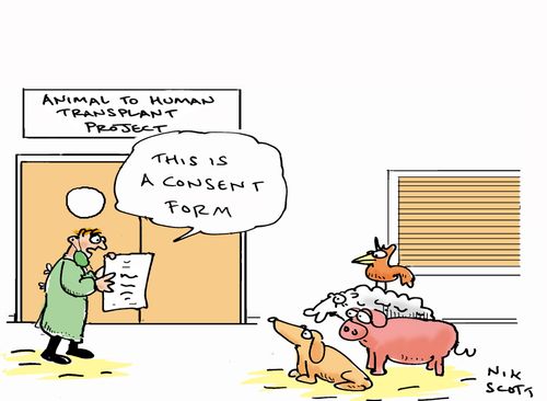 Animal to human transplant - 'This is a consent form.'