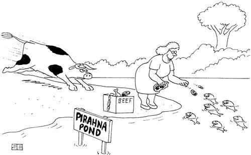 Cow charging at a woman feeding beef to Pirahnas