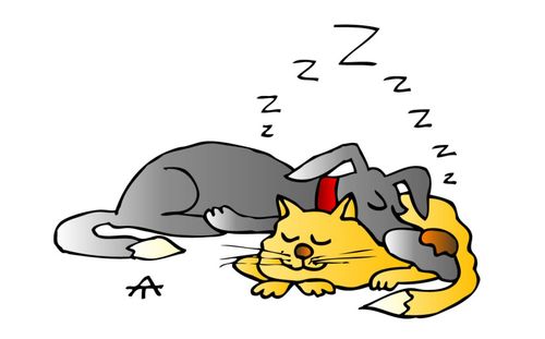 Cat and dog