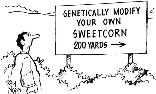 Genetically Modified Sweetcorn